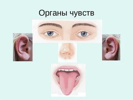 Подпиши органы чувств