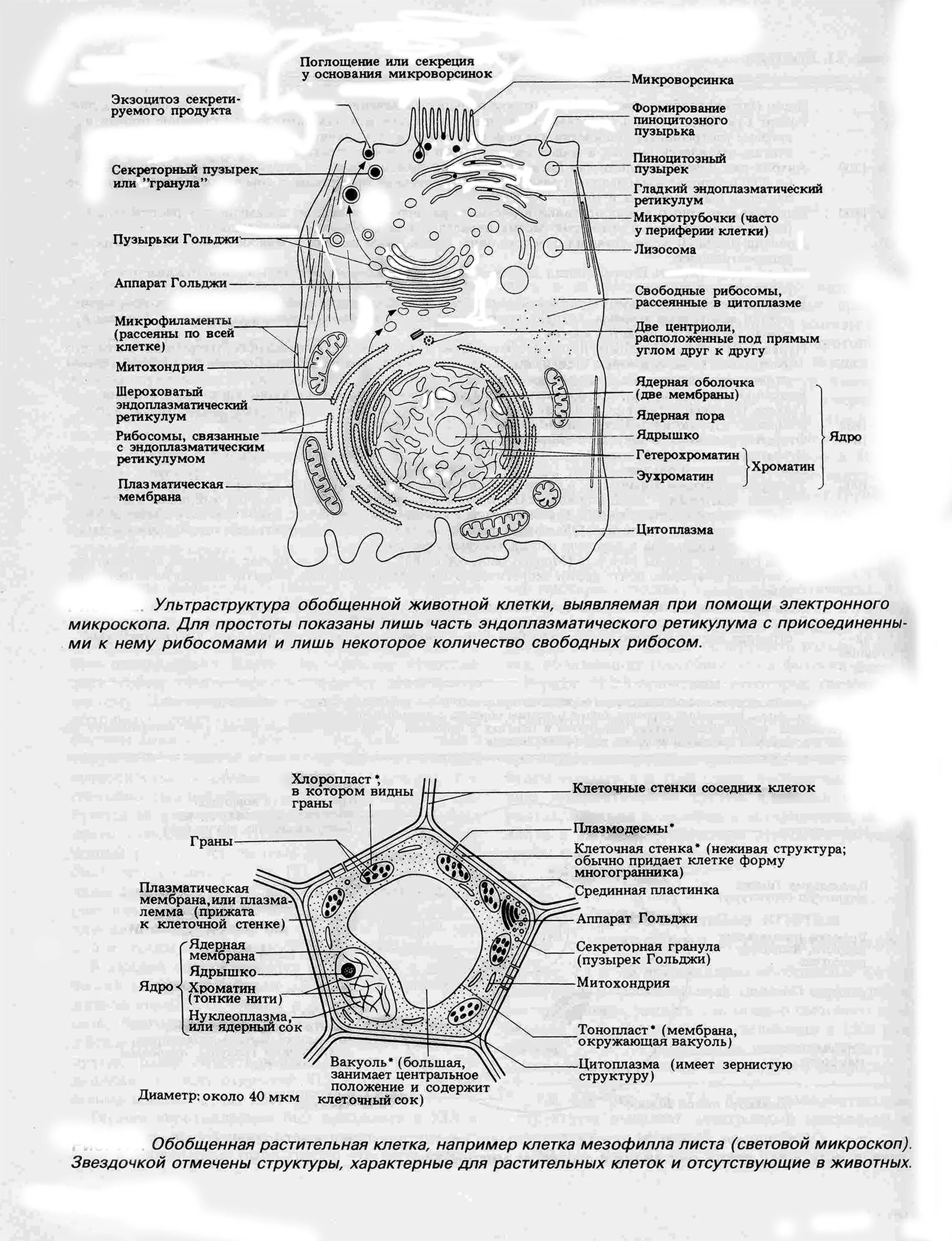 Обобщенное строение клетки. Строение растительной клетки и строение микроскопа. схема строения растительной клетки электронная микроскопия. схема строения клетки по данным электронного микроскопа. ультраструктура обобщенной растительной клетки.