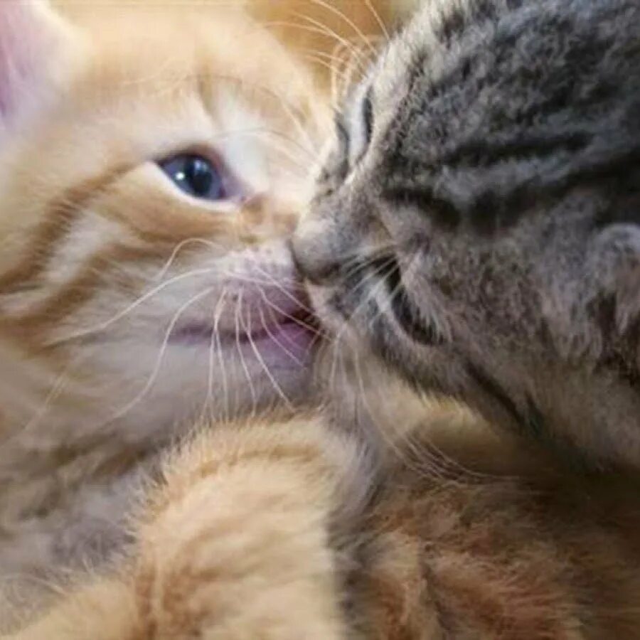 Кот больше страсти. Нежные котята. котята целуются. люблю котика. кот поцелуй.