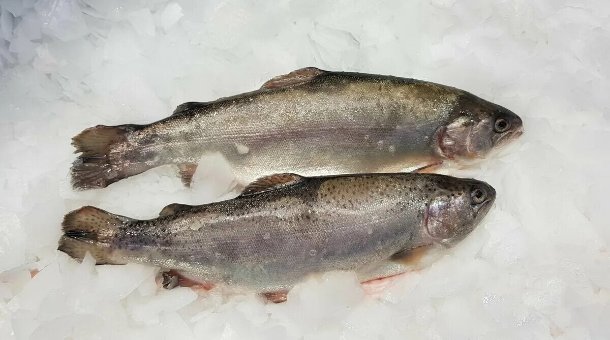форель карельская охлажденная изнутри. форель ладога. форель радужная икорная карелия. карелия форель вдохновение. форель из карелии фото.
