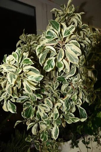 Фикус Dwarf albomarginata: маленький, но яркий Дары природы Фотогалерея природы 