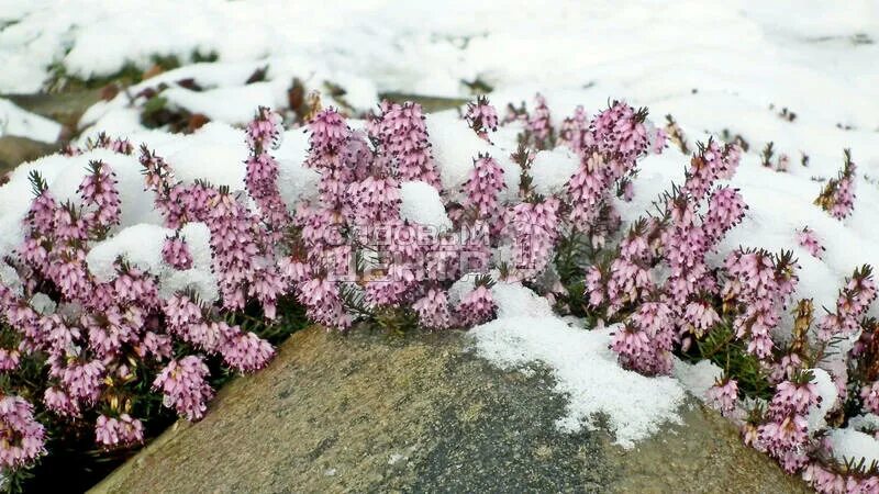 Вереск зимой фото Heather flowers in melting snow Melting snow on our heathe. Flickr