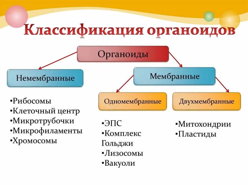 Классификация органоидов одномембранные. Классификация органоидов клетки по наличию мембраны. Двумембранные органеллы классификация. Органоиды 1 мембранные немембранные. Лизосомы двумембранные