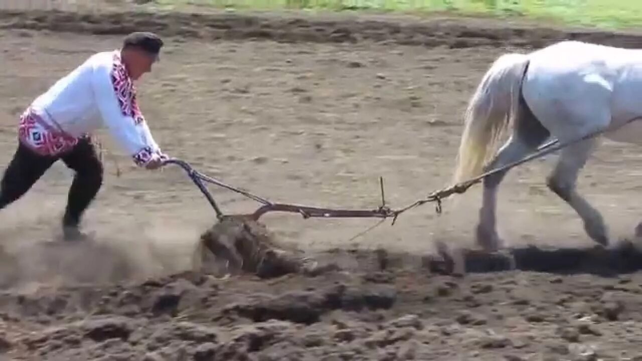 А как пашет семь плугов тащит ответ. Плуг для лошади. деревянный плуг для лошади. лошадь запряженная в плуг. лошадь пашет.