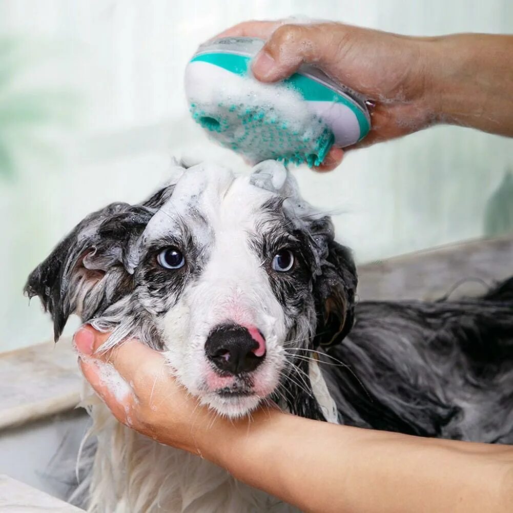 Pet spa. Ванная для груминга собак. Груминг ванна для собак. Щетка для мытья собак. Мытье собаки.