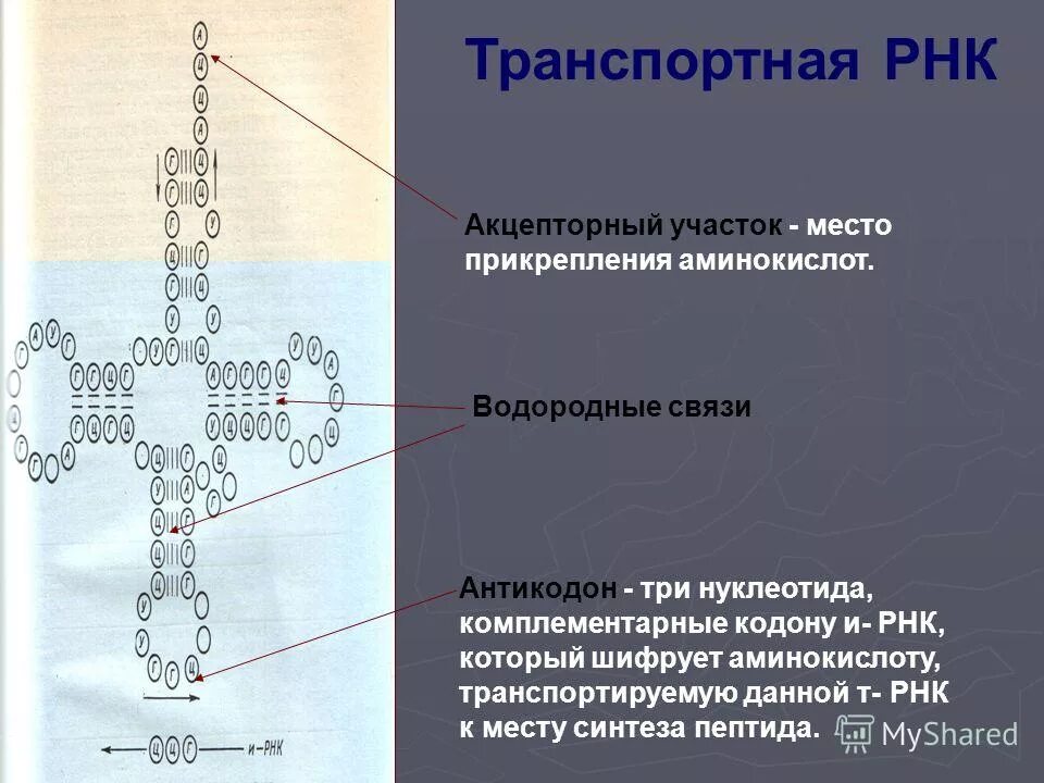 Синтез полипептида происходит