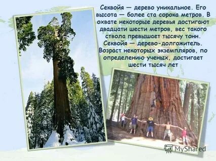 Это дерево достигает высоты пяти шести метров