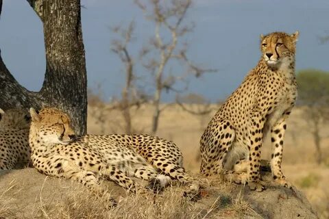 Animals information