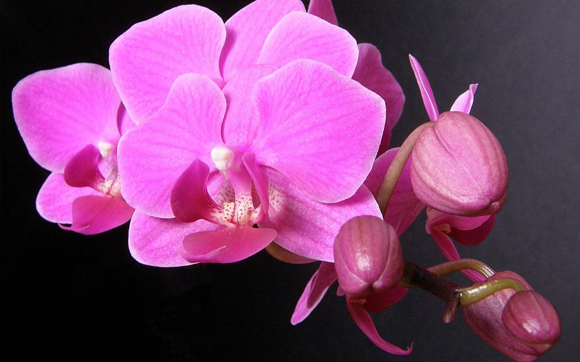 Фаленопсис (phalaenopsis) – орхидея. Орхидные фаленопсис. Орхидея фаленопсис. Фаленопсис блэк фейс. Орхидные фаленопсис.