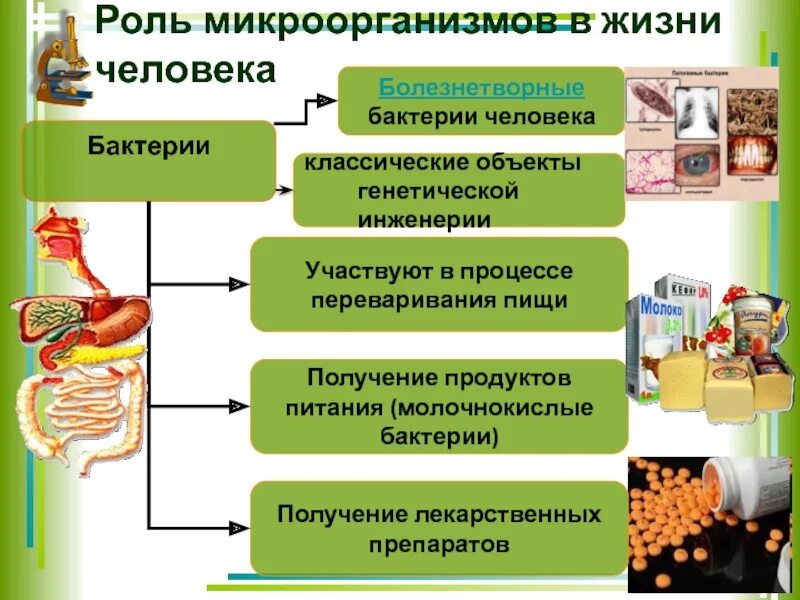 Роль бактерий в жизни человека 5 класс биология сообщение. Роль бактерий в хозяйственной деятельности человека 5 класс биология. Сообщение на тему бактерии в жизни человека кратко. Схема роль бактерий в хозяйственной деятельности человека. Какое значение бактерий в природе жизни человека