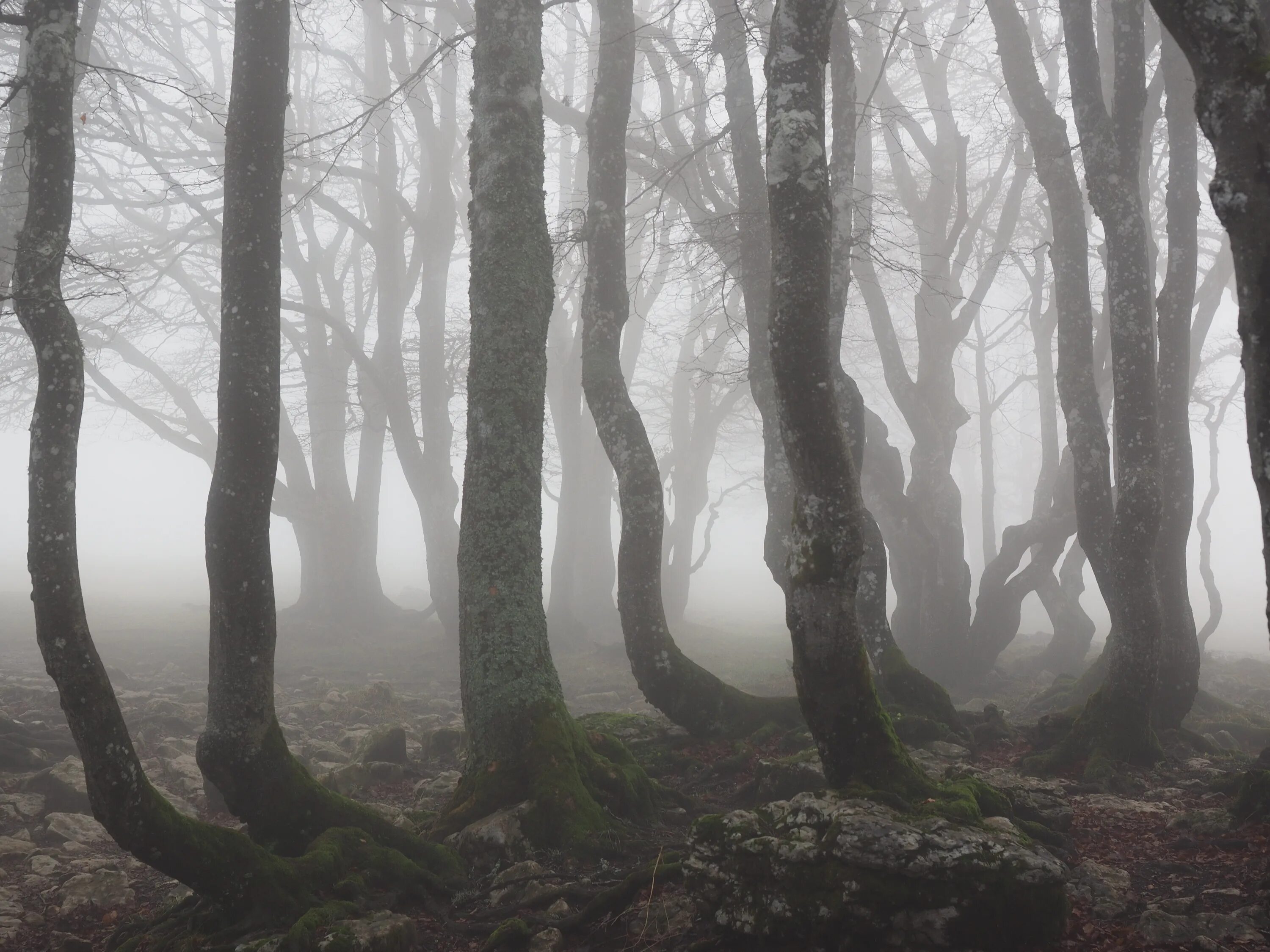 Страшный лес в Японии Аокигахара. Лес Хоя-бачу Румыния. Лес Хойя-бачу в Трансильвании. Румыния Трансильвания мистический лес. Загадочные туманы
