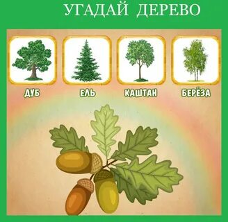 Познавательное развитие деревья