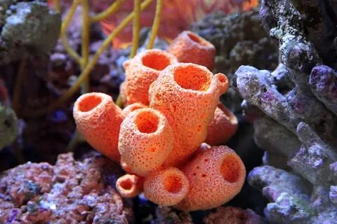 Морской апельсин губка