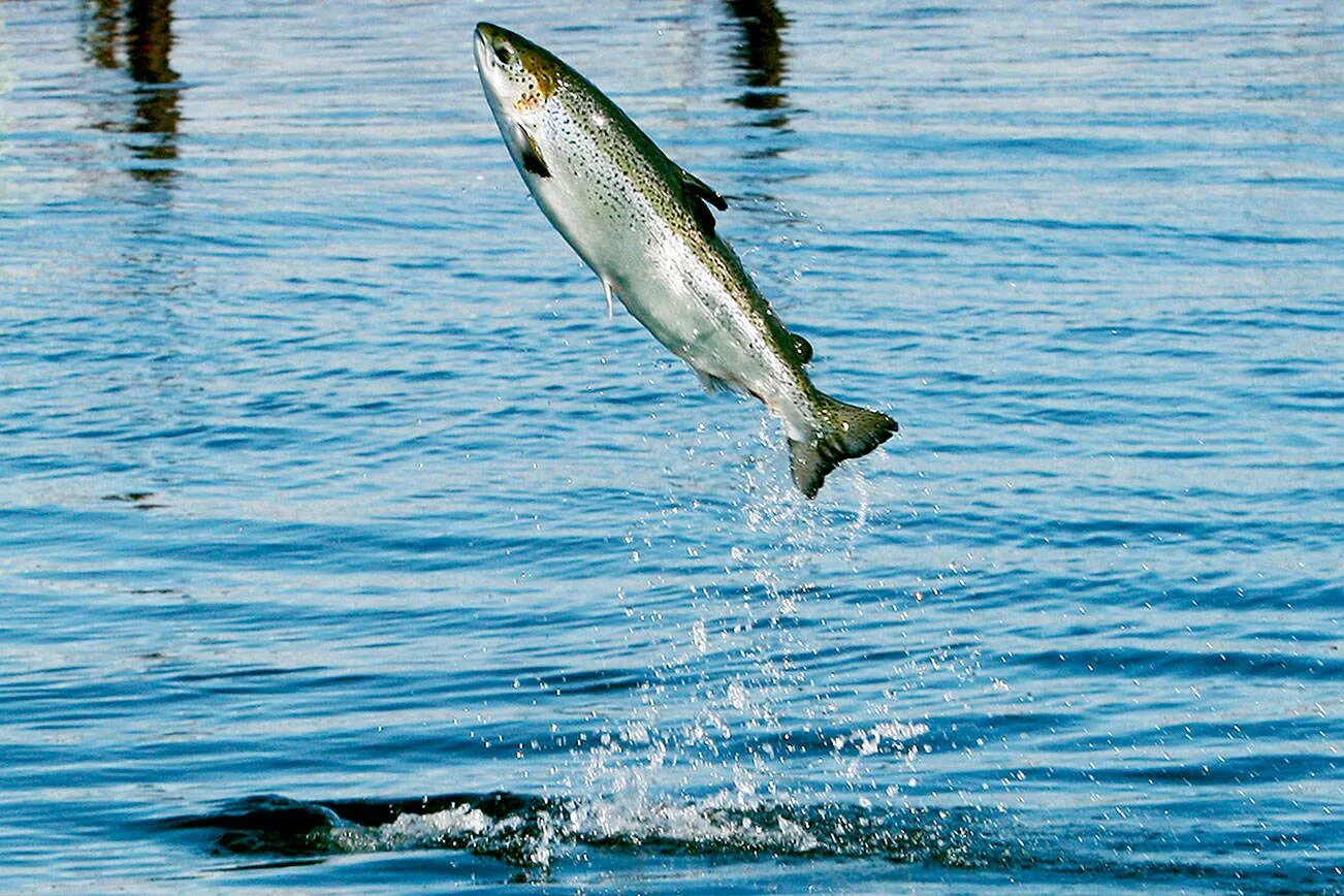 Аквакультура лосося в норвегии. Выращивание лосося. Малек радужной форели. Аквакультура семга. Выращивание лосося.