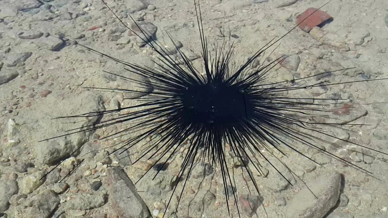 Опасен ли морской еж. Морские ежи в египте. морской еж хургада. красное море египет морской еж. черноморский морской еж.