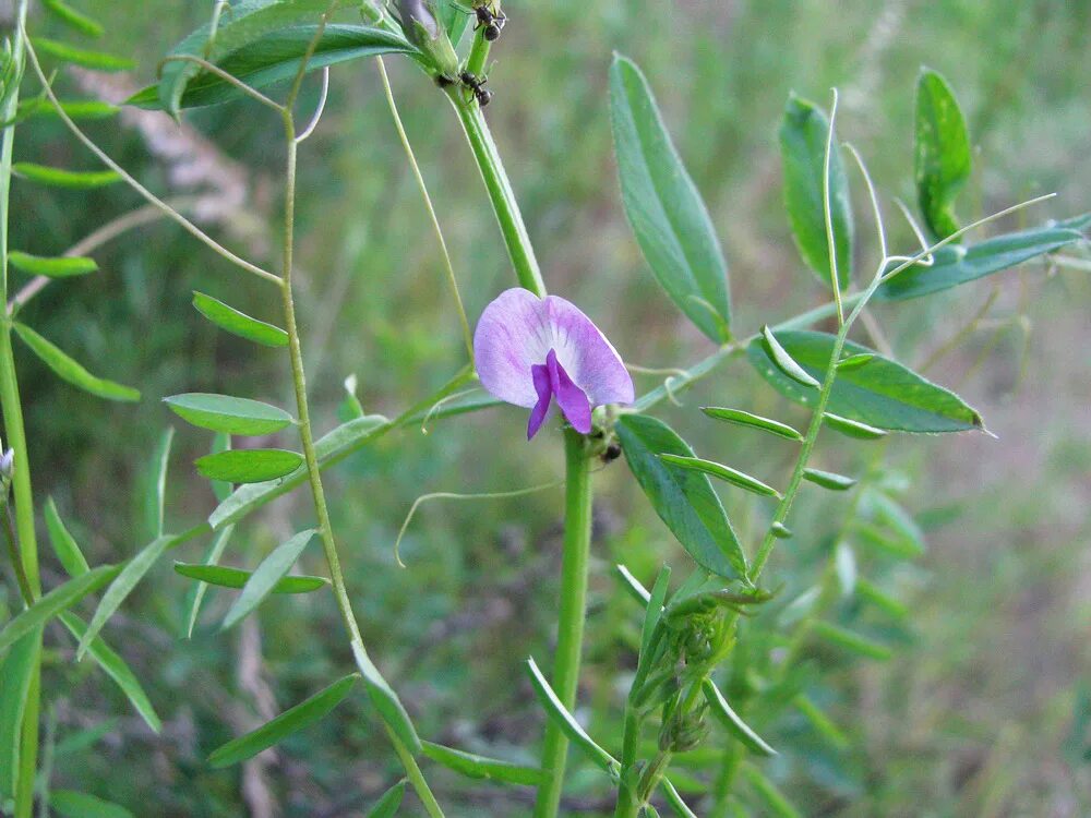 Vicia angustifolia. Горошек мышиный (Vicia cracca l.). Клевер узколистный. Горошек узколистный. Горошек растение виды