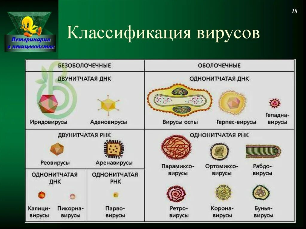 3 группы вирусов. Строение и классификация вирусов. Классификация вирусов биология. Типы вирусов и их примеры. Классификация вирусов простые и сложные.