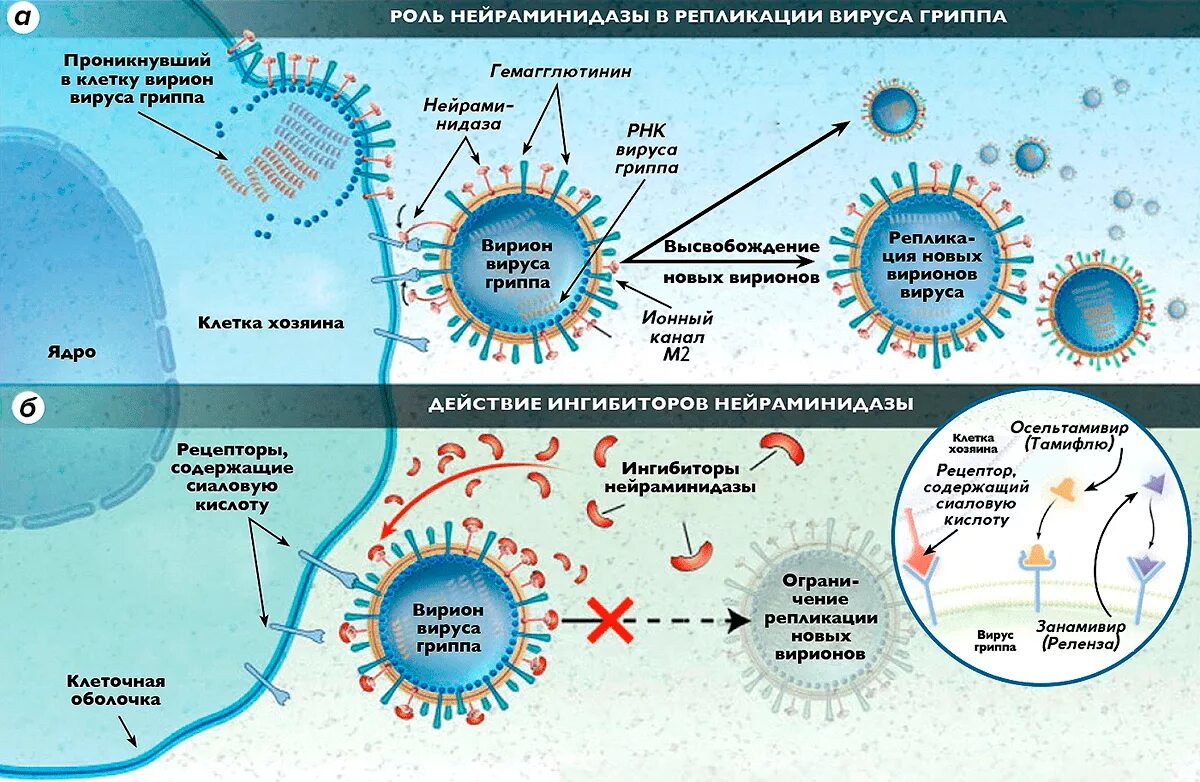 Белок при орви. Схема репликации вируса гриппа. Ингибиторы нейраминидазы вируса гриппа а. Ингибиторы нейраминидазы механизм действия. Гемагглютинин и нейраминидаза вируса гриппа.