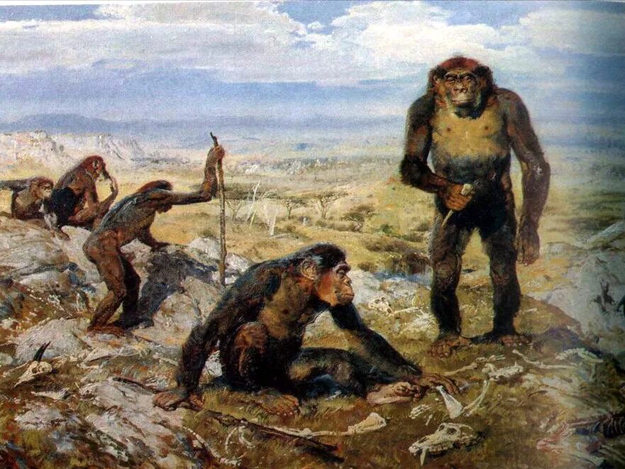 Далекими предками человека были. Австралопитеки предки человека. ГРАЦИЛЬНЫЕ австралопитеки. Древнейший предок человека австралопитек. Человекообразные обезьяны австралопитеки.