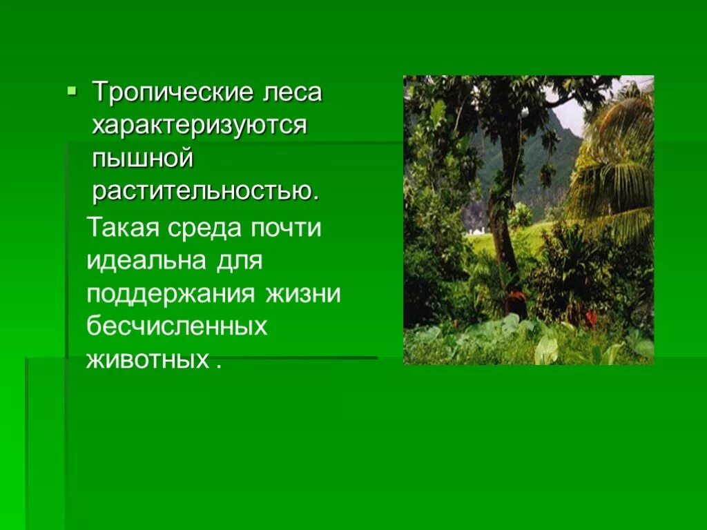 Сообщение о тропических лесах. Тропические леса презентация. Тропические леса сообщение. Тропический лес доклад. Тропический лес текст