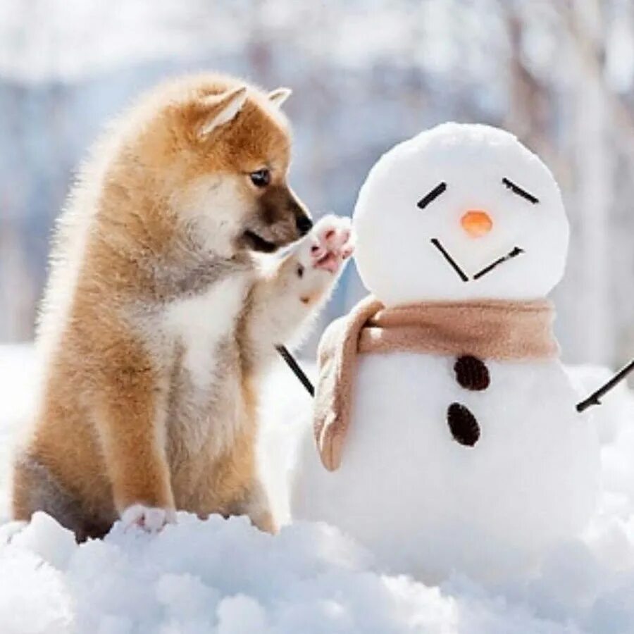 Добрый снежок. Снежное утро прикольные. Доброе зимнее утро с животными. Доброе утро зимнее прикольное. Доброе утро зима прикольные.