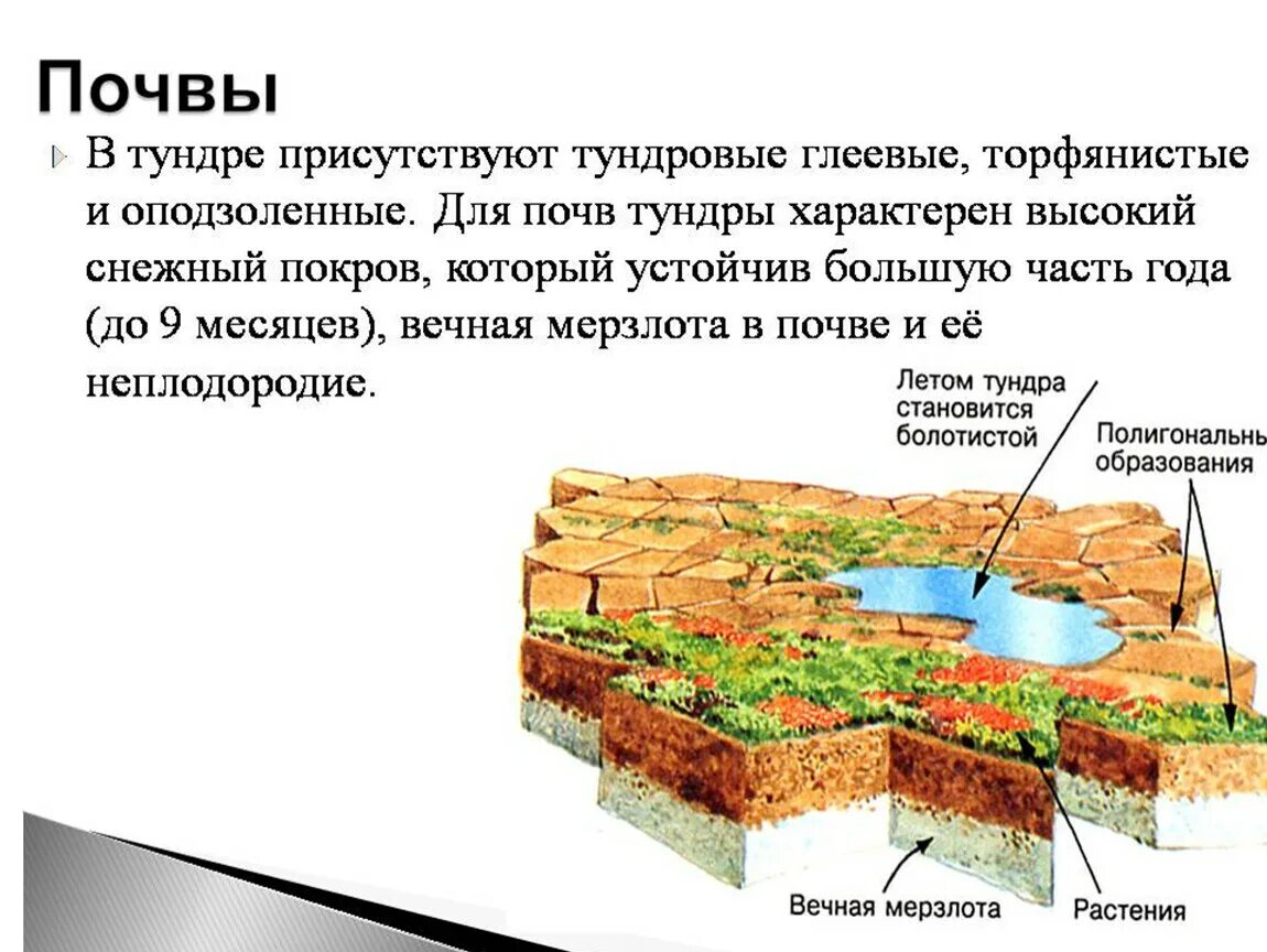 Тундрово глеевые какая природная зона