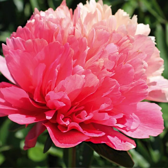 Букет пионов розовидных. Пионы на срез. Пион розовидный. Пион розовидный. Пионы какой срез.