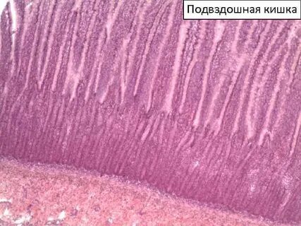 Слизистая оболочка с продольными складками ямочками