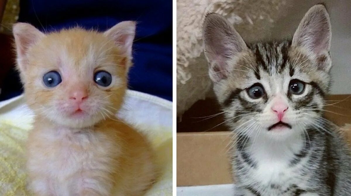 Переживающий кот. Котенок с глазами в разные стороны. у котенка глаза в кучку. котики с глазами в кучку. котик глазки в кучку.
