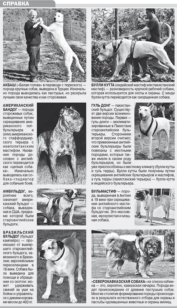 Потенциально опасные собаки рф. Список опасных собак запрещенных в России. Перечень опасных пород собак 2023. Опасные породы собак список по закону. Список потенциально опасных пород собак в России.