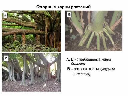 Корни подпорки примеры растений