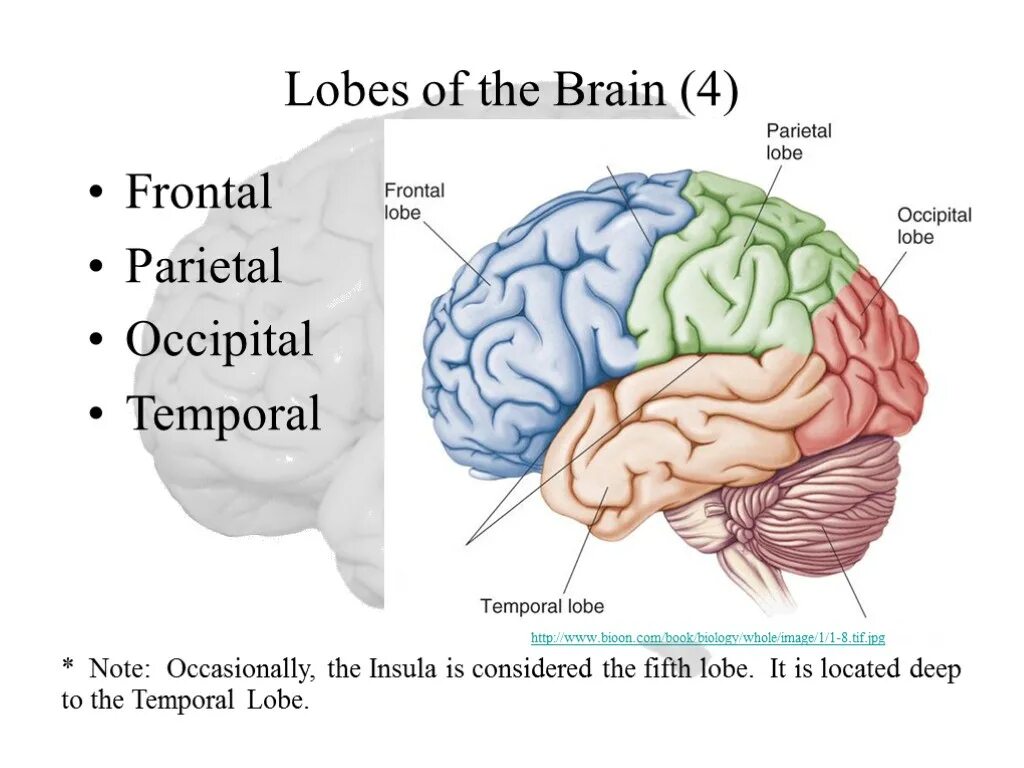 Capabilities of the human brain. Frontal lobe of brain. cerebrum. temporal lobe of the brain. церебрум мозг.