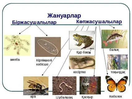 Жезөкшелер орманда былғайды