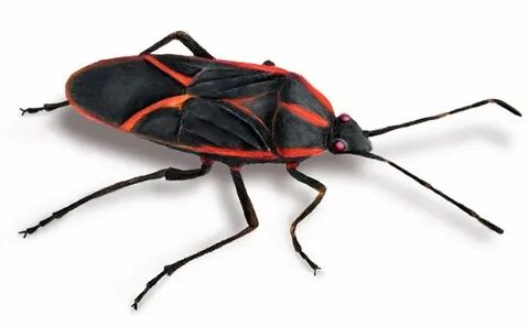 Bug but