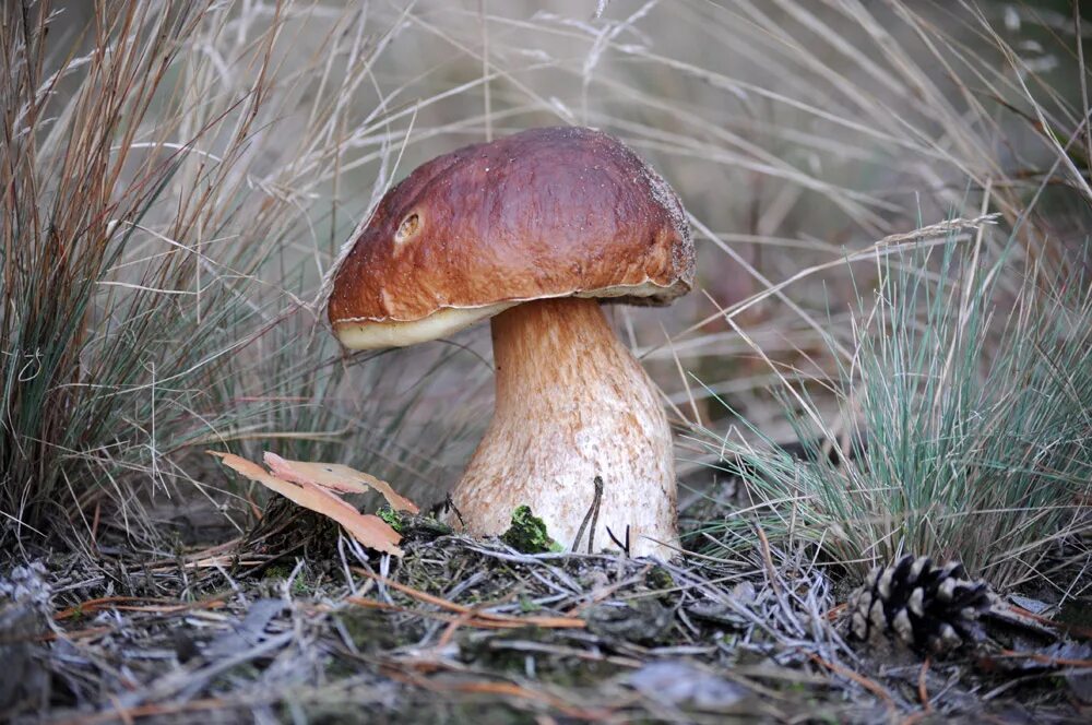 грибы семь букв. желчный гриб горчак. грибы из рода боровик. польский белый гриб и моховик. грибы семь букв.