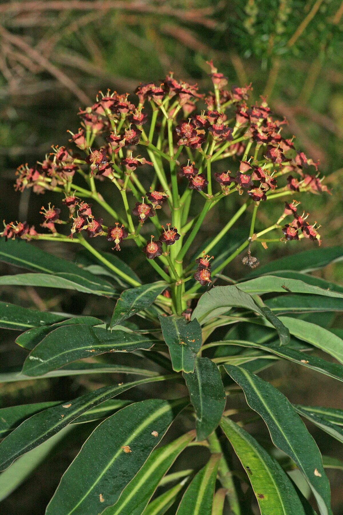 Молочай обыкновенный. Молочай зонтичный. молочай (euphorbia). молочай иволистный. молочай скумпиелистный.