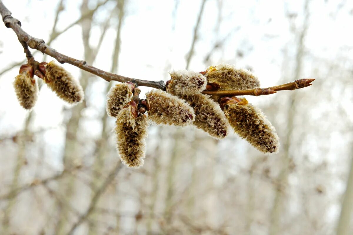 береза повислая ветка. верба и осина. крона осины. популус тремула. осина сибирская.