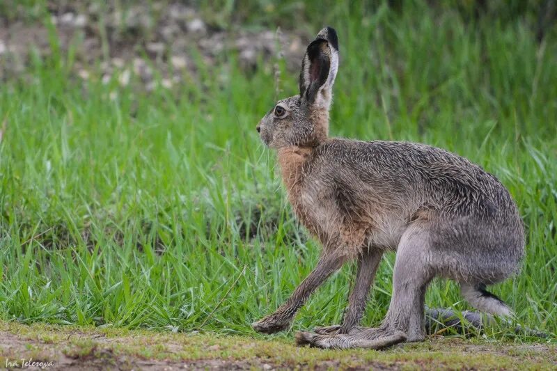 заяц-русак (лат. заяц беляк и русак. заяц в холке. маска заяц. степной заяц русак.