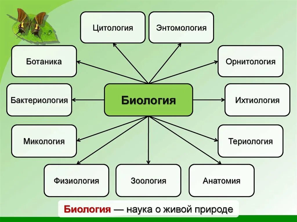 Орнитология 2 териология 3 герпетология 4 зоология. Биологические науки. Разделы биологии ЕГЭ. Разделы биологии Зоология. Биологические дисциплины.