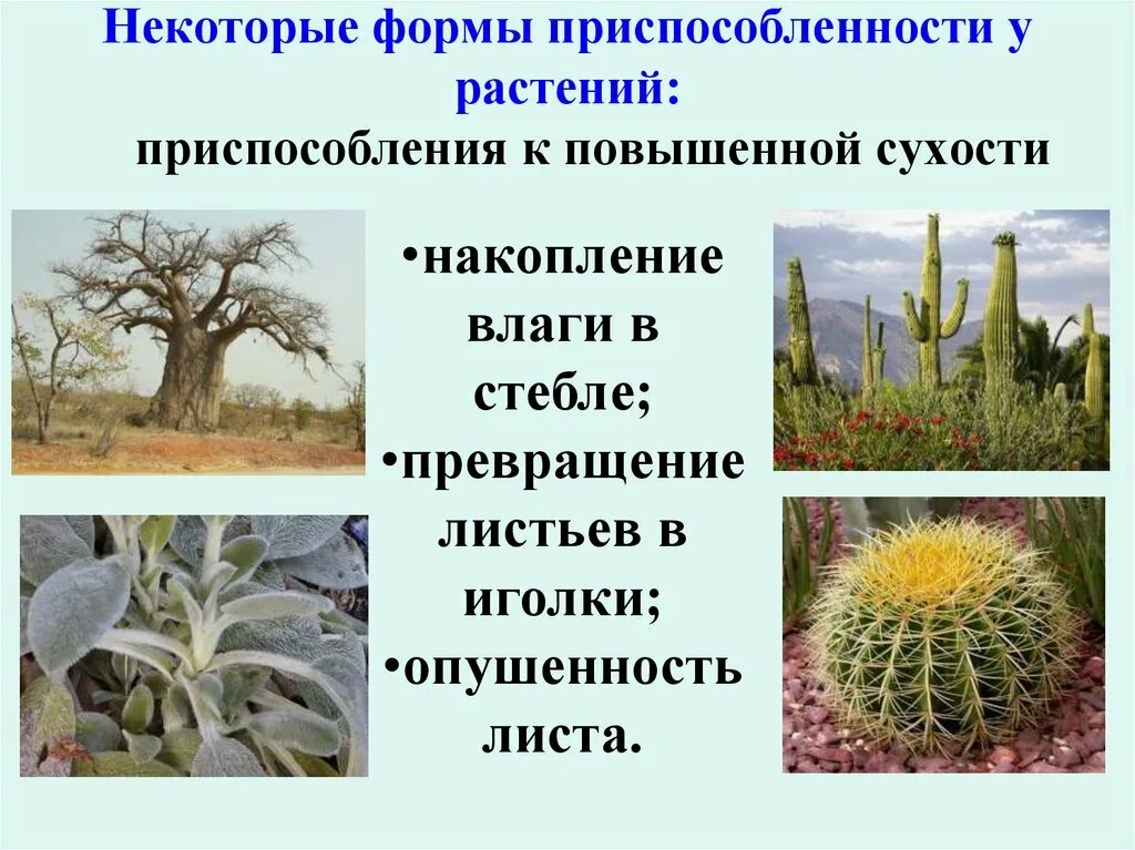 Какие приспособления к изменениям температуры окружающей среды. Ксерофиты адаптации. Приспособления растений в пустыне. Приспособление растений к влажности. Растения которые приспособились.
