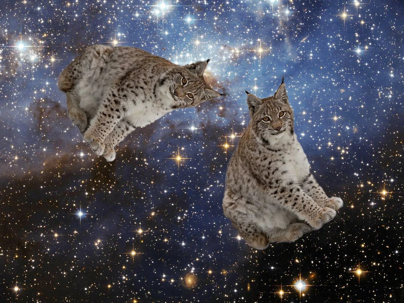 Созвездие Рысь. Созвездие Рысь звезды. Рысь в космосе. Коты в космосе.
