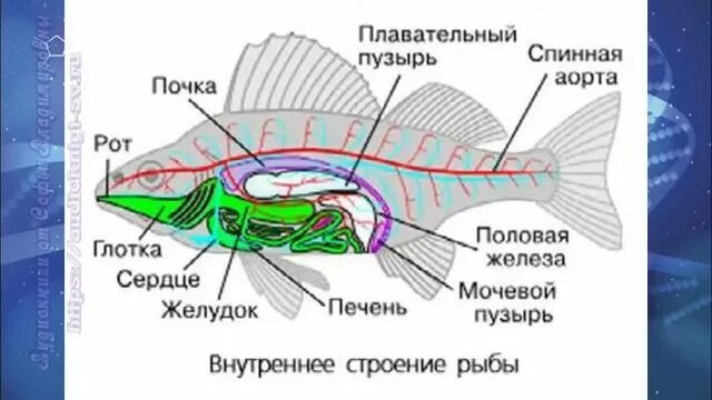 Биология 7 класс параграф рыбы. Внутреннее строение рыбы 7 класс биология Пасечник. Внутреннее строение рыбы 7 класс биология. Внутреннее строение костной рыбы 7 класс. Внутреннее строение рыбы скелет 7 класс биология.