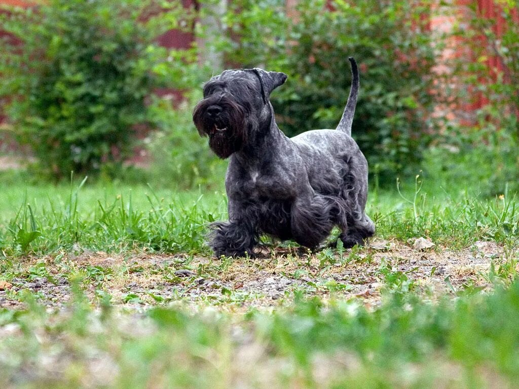 Вестфальский терьер. Чешский богемский терьер. Чешский терьер. Чешский богемский терьер. Бохемиан терьер.