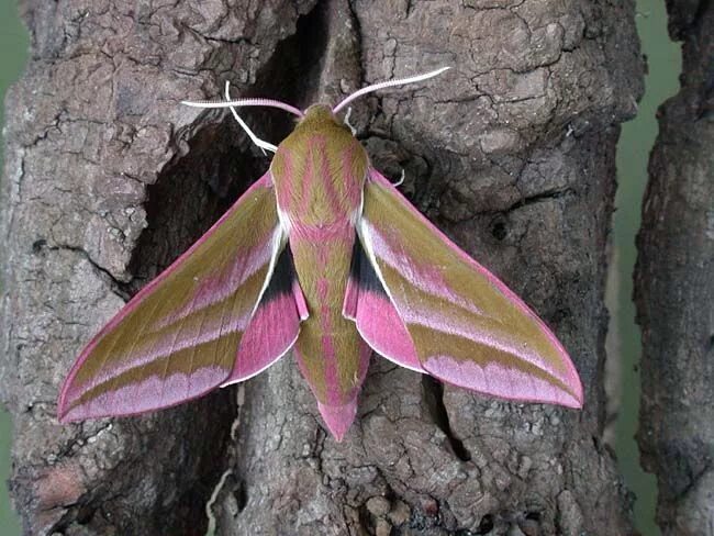 Розовая моль. Бабочка Бражник Эльпенор. Мотылек Hawk Moth. Elephant Hawk Moth бабочка. Розовая моль бабочка.