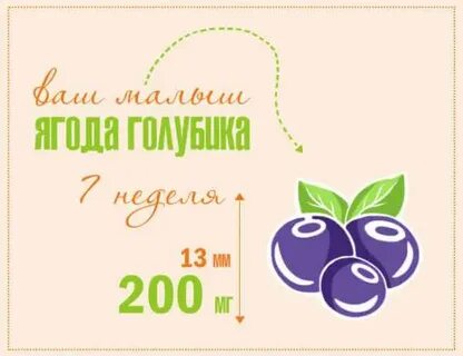 7 недель какой фрукт