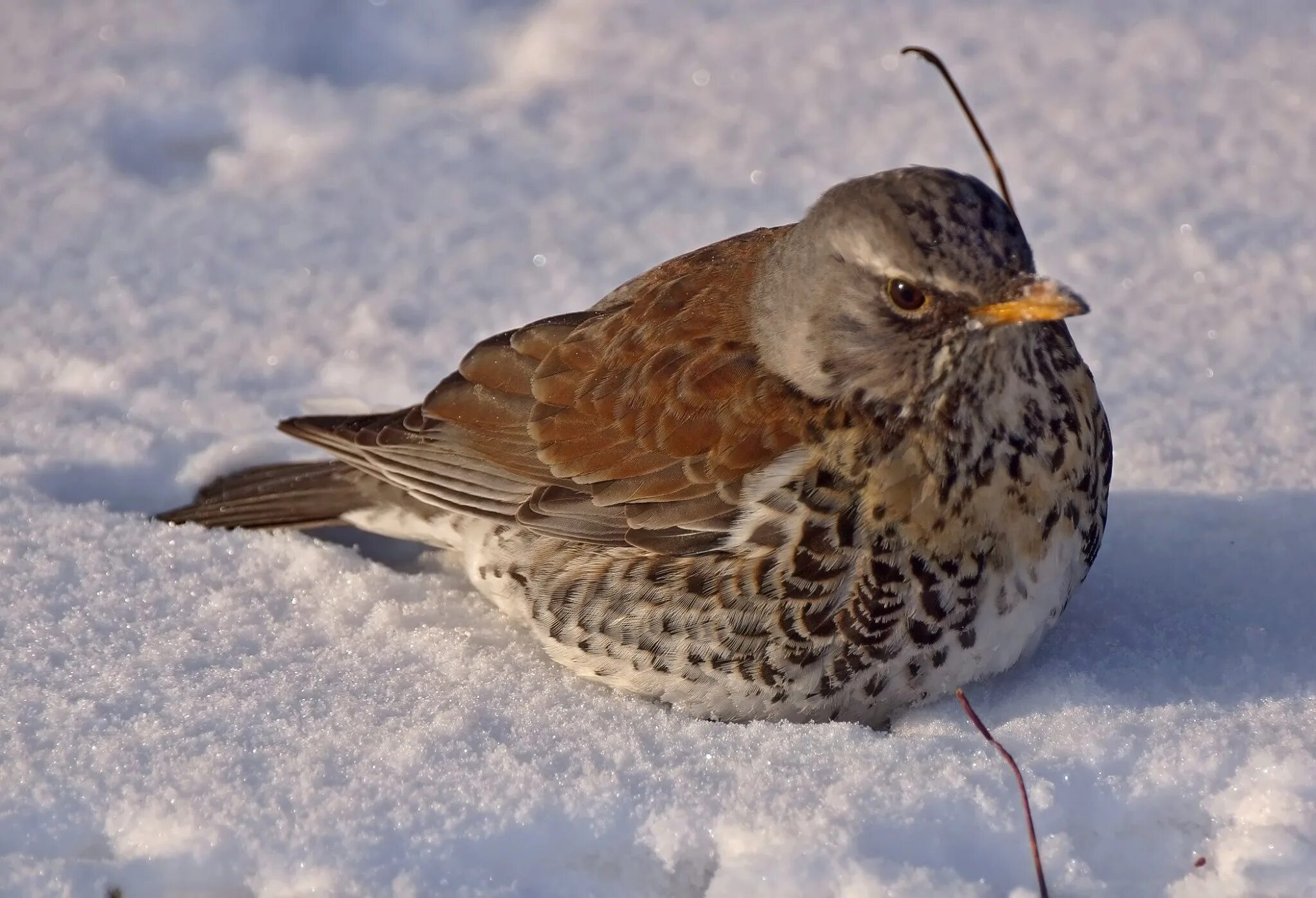Зимующий черный дрозд. Черный дрозд зимует в спб. Черный дрозд в тбилиси. Скворец рябинник. Черный дрозд где зимует.