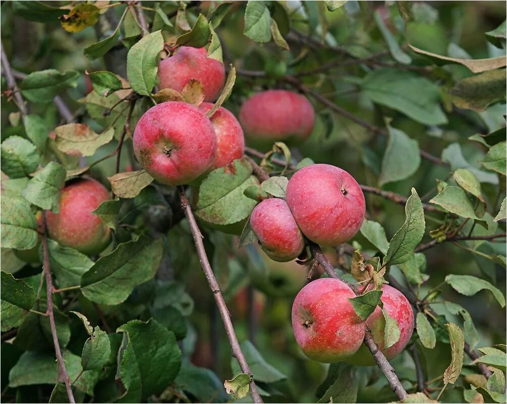 Вид яблони домашней