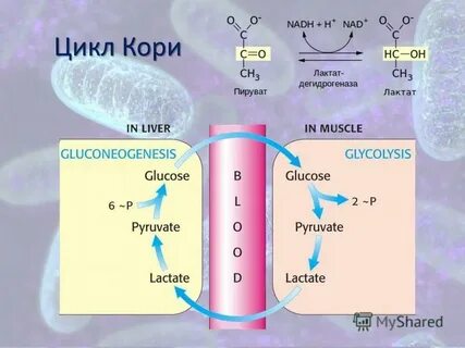 Цикл кори