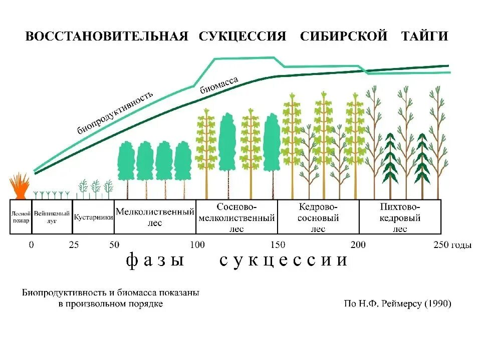 Примерами естественной смены экосистем являются. Развитие экосистем: сукцессии, этапы сукцессии.. Возникновение первичной сукцессии. Экологическая сукцессия первичная сукцессия вторичная сукцессия. Первичная сукцессия в тайге.