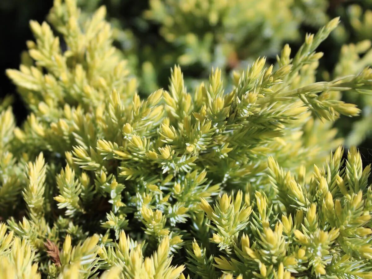 Можжевельник чешуйчатый Дрим Джой (Juniperus squamata Dream Joy) купить саженцы 